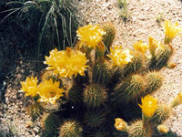 Echinopsis huascha