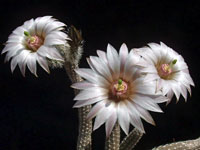 echinocereus leucanthus