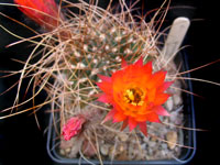 Echinopsis pampana