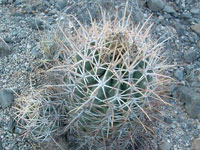 Echinocactus parryi