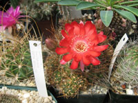 Echinopsis pentlandii