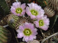 Echinocereus reichenbachii