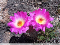 Echinocereus rigidissimus