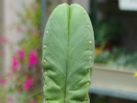 Echinopsis scopulicola