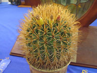 ferocactus chrysacanthus