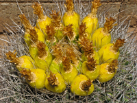 Ferocactus cylindraceus