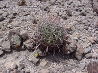 Ferocactus cylindraceus