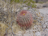 Ferocactus cylindraceus