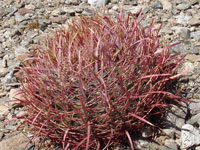 Ferocactus cylindraceus