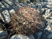 ferocactus cylindraceus