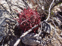 Ferocactus cylindraceus