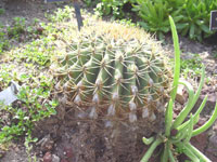 ferocactus diguetii