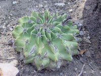 ferocactus echidne