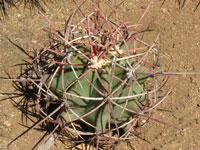 Ferocactus emoryi