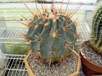 Ferocactus emoryi