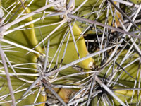 Ferocactus flavovirens