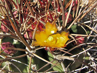 Ferocactus lindsayi