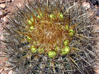 Ferocactus viridescens