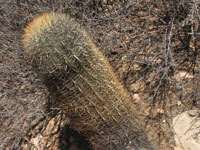 Ferocactus viridescens