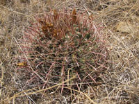 Ferocactus wislizeni