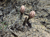 Gymnocalycium gibbosum