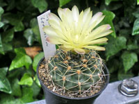 Gymnocalycium leeanum