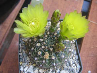 Gymnocalycium netrelianum