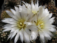 Gymnocalycium platense