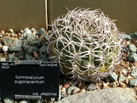 Gymnocalycium pugionacanthum