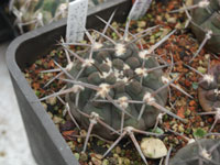 Gymnocalycium riojense