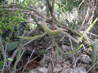 Leptocereus maxonii