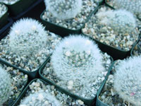 Mammillaria albicoma