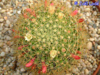 Mammillaria anniana