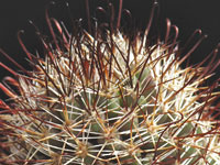 Mammillaria armillata