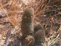 Mammillaria armillata