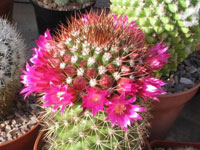 Mammillaria backebergiana