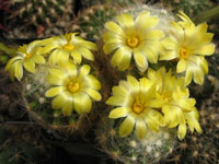 Mammillaria baumii