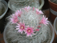 Mammillaria bocasana