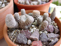 Maihueniopsis clavarioides