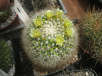 Mammillaria evermanniana