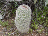 Mammillaria grahamii