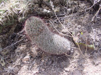 Mammillaria grahamii