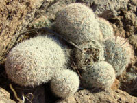 Mammillaria grahamii