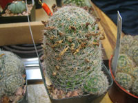 Mammillaria grahamii