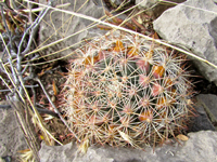 Mammillaria heyderi