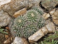 Mammillaria heyderi