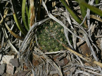 Mammillaria heyderi