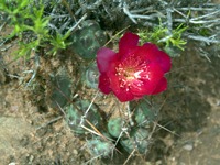 Cumulopuntia rossiana