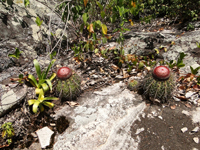 Melocactus oreas