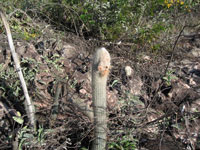 Micranthocereus purpureus